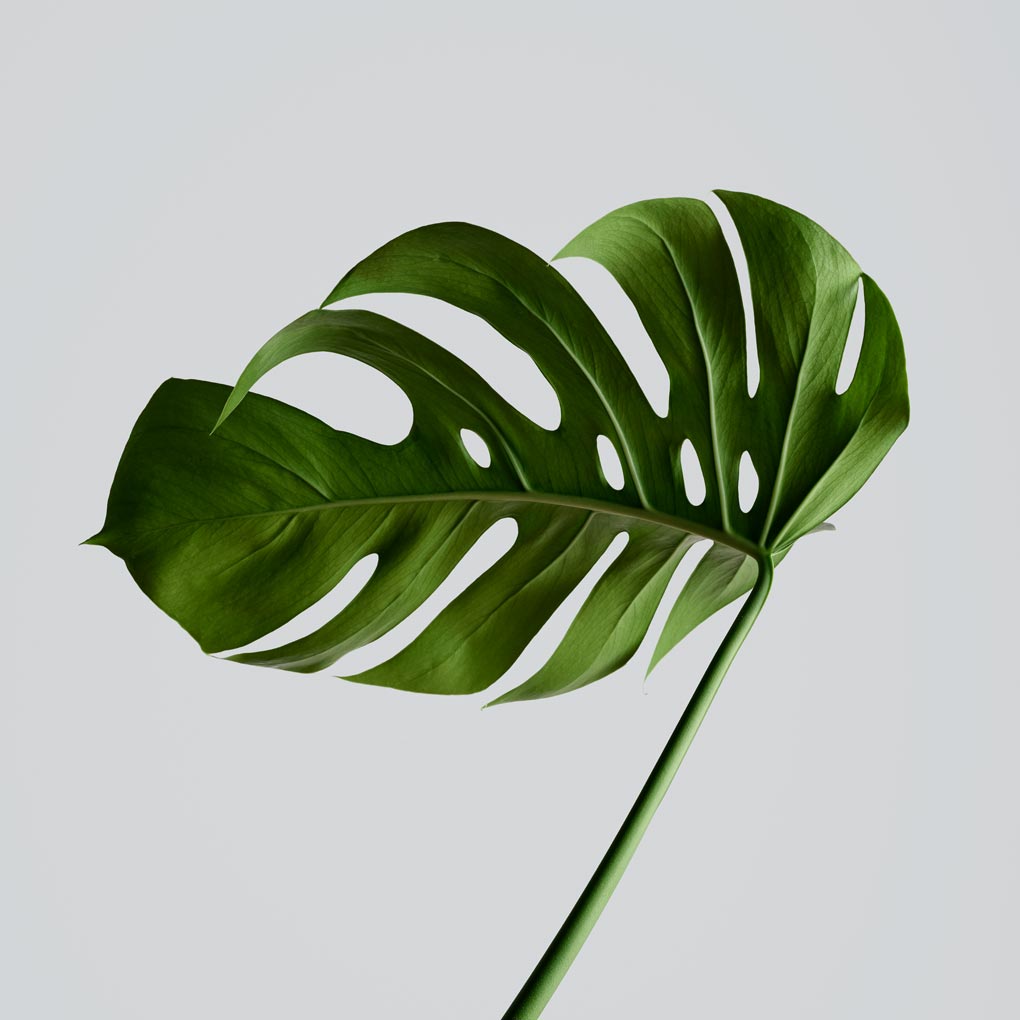 Clean Beauty aus Deutschland