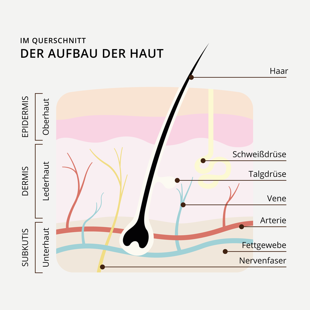 Aufbau der Haut