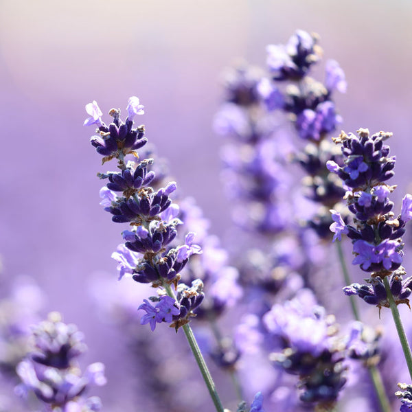 Lavendel Herrenduft